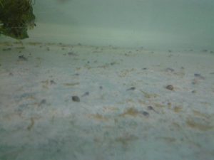 fishroom-corydorasi